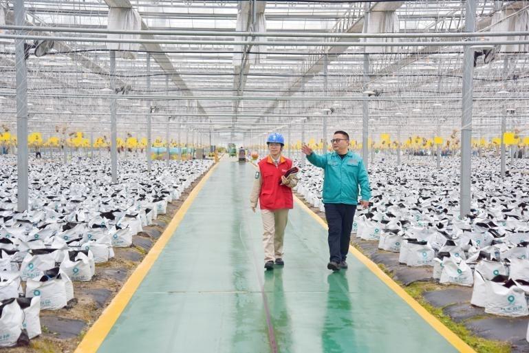 優(yōu)質(zhì)電力服務(wù)增動能促發(fā)展